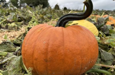 Pumpkin at Clackmae pumpkin farm