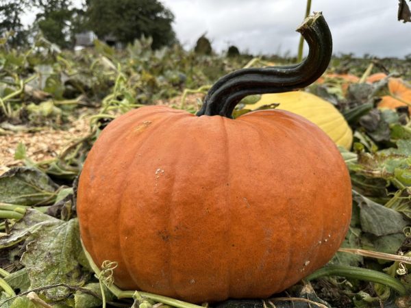 Pumpkin at Clackmae pumpkin farm
