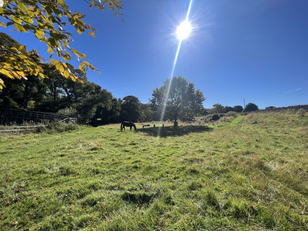 Meadow at Dod Mill with pony and oak tree in view