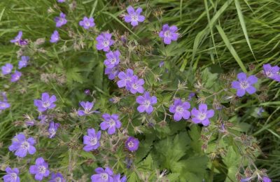 wood cranesbill growing by the Boondreigh water at Dod Mill in the Scottish Borders