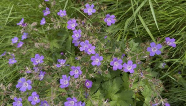 wood cranesbill growing by the Boondreigh water at Dod Mill in the Scottish Borders